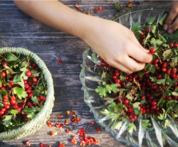 Ateliers créatifs plantes sauvages avec Géraldine Lemaître Renault